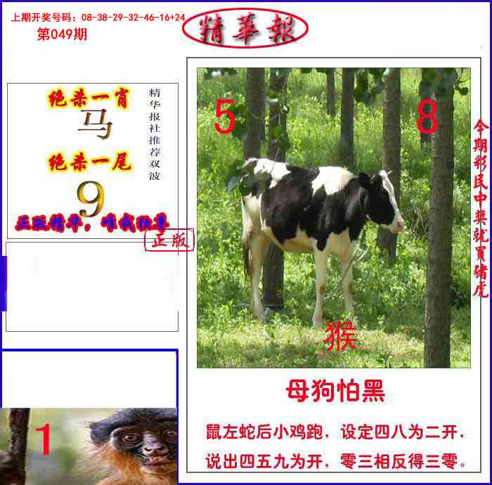 049期新精华报报[图]